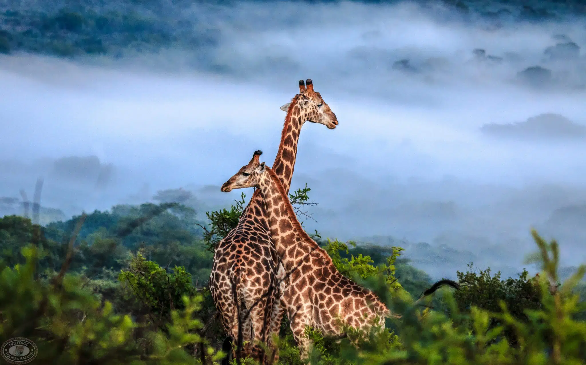 Hluhluwe-uMfolozi Game Park